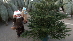 Заместитель мэра Запорожья оценил самую дешевую новогоднюю елку в 70 гривен