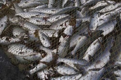 В Каховском водохранилище запретят ловить рыбу