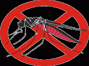 Запорожцев просят остерегаться комариных укусов