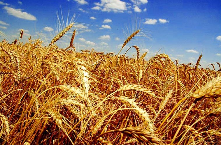 Украинцам обещают хороший урожай хлеба