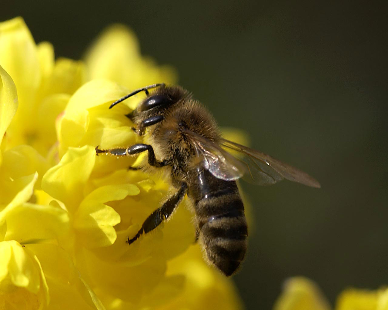 Запорожские власти обеспокоились здоровьем пчел