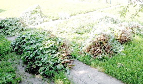 Житель Запорожья выращивал у себя на огороде сырье для наркотиков в промышленных масштабах