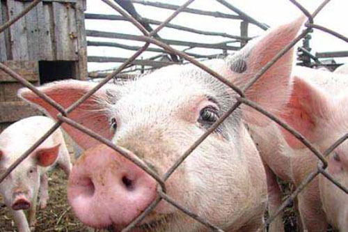В Запорожской области закрывают фермы из-за угрозы африканской чумы свиней