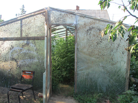 Житель Запорожской области на огуречной грядке выращивал коноплю