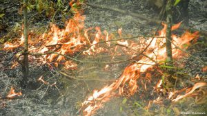В этом году Запорожская область горела почти восемьсот раз