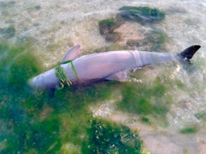 В Бердянском заливе нашли мертвого дельфина