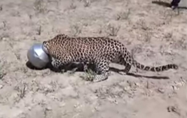 В сеть выложили видео с леопардом, который пришел за помощью к людям