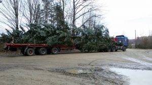 Живая елка - это подарок детей Западной Украины для запорожцев