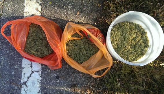 В Мелитополе собрали «урожай» конопли и марихуаны
