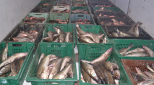Рыбинспекция и патрули задержали запорожца, перевозившего 650 кг нелегальной рыбы