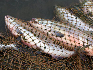 В Запорожье браконьер вылавливал рыбу сразу двумя сетями