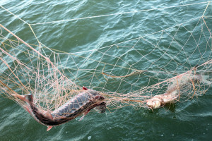 Запорожец наловил рыбы сетями и нанес ущерб рыбному хозяйству на 6000 грн