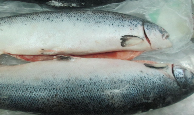 Налоговая конфискует у запорожского бизнесмена 520 тонн лосося и форели