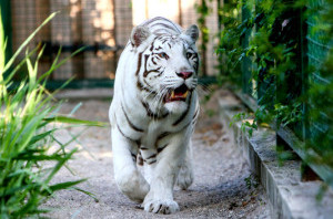 В бердянском зоопарке бенгальская тигрица родила троих малышей