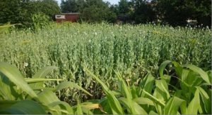 Жительница Запорожской области превратила огород в плантацию с опийным маком на суму в 1,4 млн грн