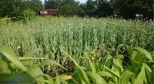 Жительница Запорожской области превратила огород в плантацию с опийным маком на суму в 1,4 млн грн