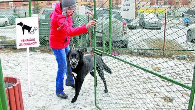 В Запорожье может появиться первая площадка для выгула собак