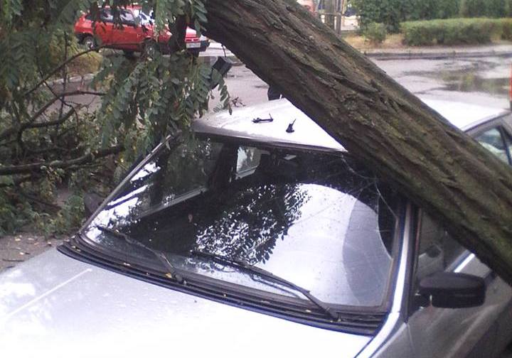 В Энергодаре штормовой ветер повалил дерево на иномарку