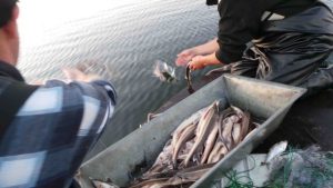 Браконьер наловил рыбы на 11 тысяч гривен ущерба - нарушителю грозит уголовное дело