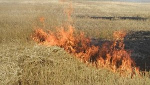 Житель Запорожской области погиб, пытаясь потушить горящую траву в своем дворе