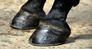Лошадь, катавшая в Бердянске отдыхающих, оттоптала женщине ноги - ФОТО