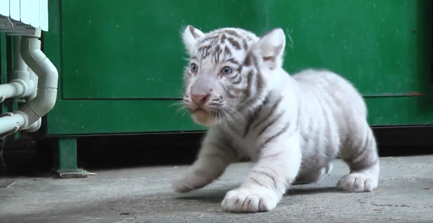 В Бердянском зоопарке впервые показали бенгальских тигрят и раскрыли тайну их имен - ВИДЕО