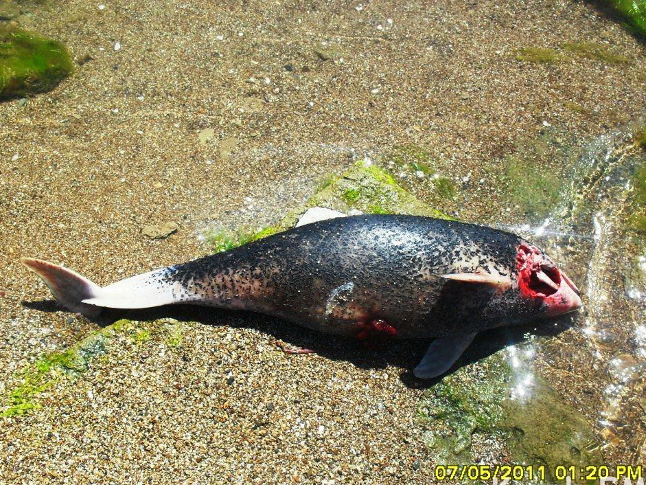 В Кирилловке на пляж выбросило мертвого дельфина, занесенного в Красную книгу - ФОТОФАКТ