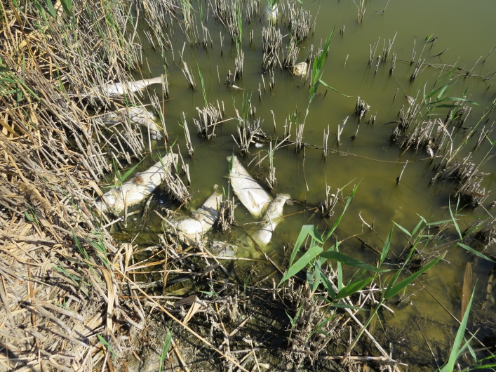 В Мелитопольском районе массово вымирает рыба и птица