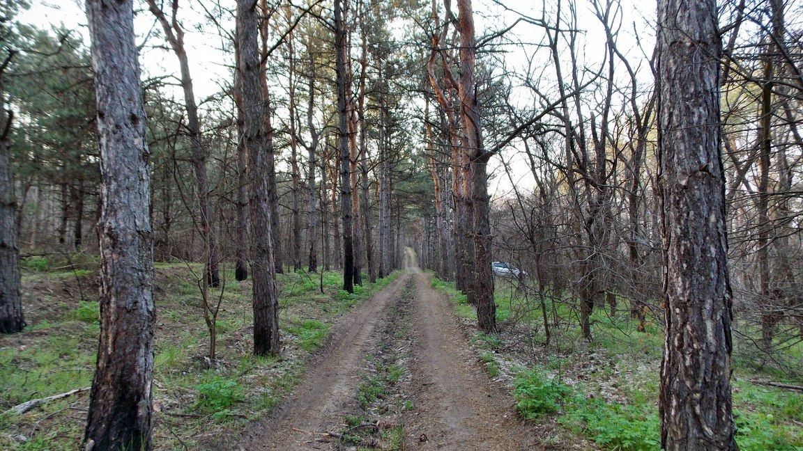 Константин Брыль принялся спасать запорожский лес