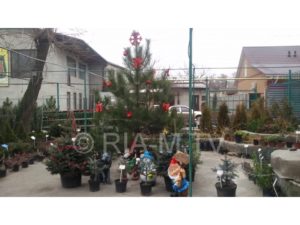В Запорожской области уже начали торговать елками