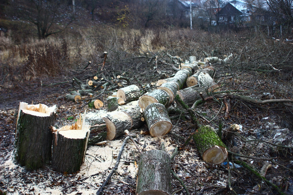 В Запорожской области местная власть занимается незаконной вырубкой леса - ВИДЕО