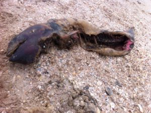 В Запорожской области мертвого дельфина снова выбросило на берег - ФОТО