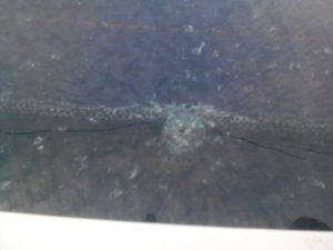 В Запорожской области обстреляли автомобиль - ФОТО