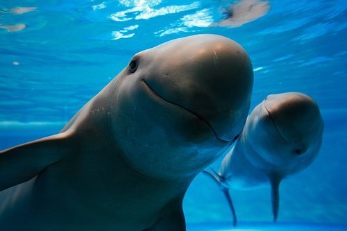Стала известна причина гибели дельфинов на Запорожье