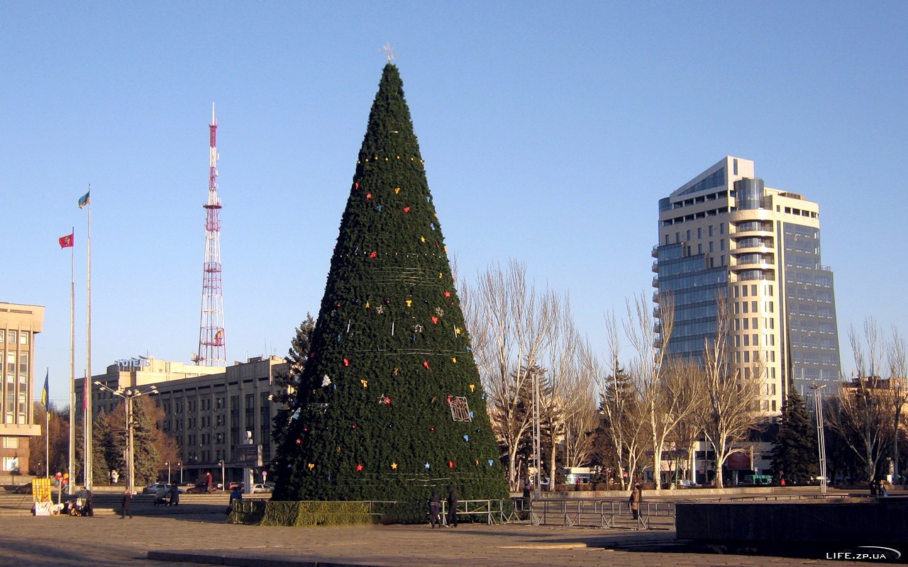 Новорічну ялинку за півтора мільйона гривень встановлять на площі Героїв Майдану