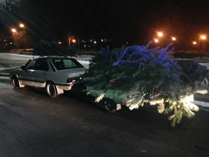Предприимчивый запорожец срубил более 40 елок и перевозил их ночью в БМВ - ФОТО
