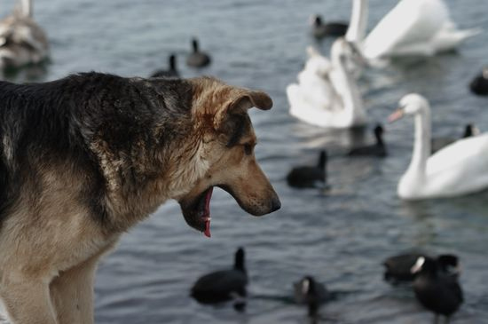 В Запорожье на каскаде фонтанов «Радуга» собака загрызла лебедя – ФОТО (18+)