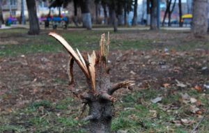В Запорожье хвойные деревья пострадали от действий вандалов
