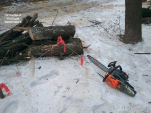 В Запорожье незаконно спиливали деревья - ФОТО