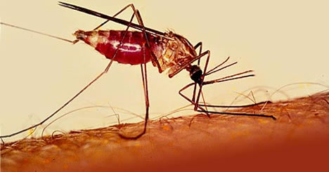 В Запорожье завезли малярию: один заболевший умер