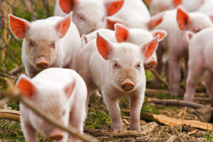 В Запорожье официально подтвердили африканскую чуму свиней
