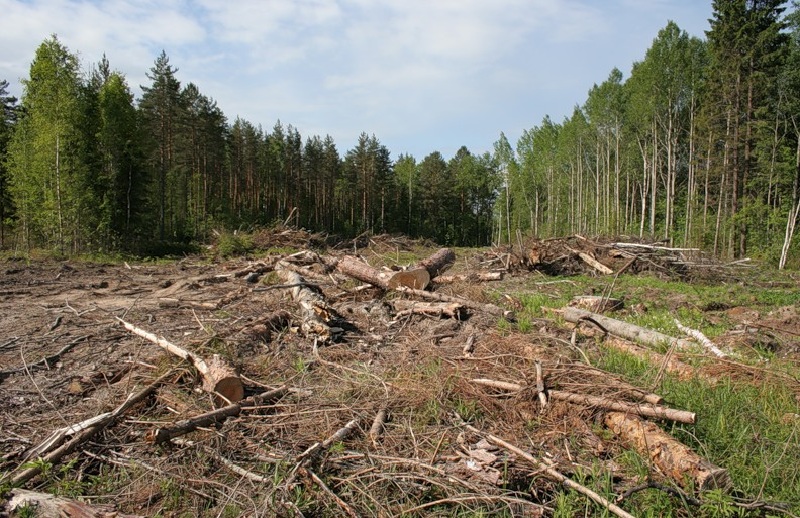 В Запорожской области уничтожают лес: за 2016 год срублено более тысячи гектаров леса