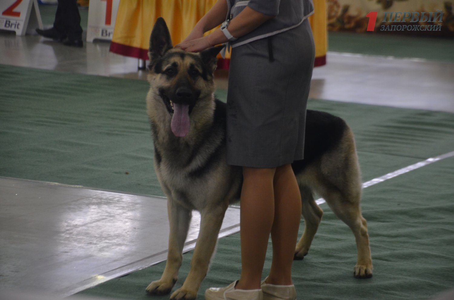 В Запорожье проходит выставка породистых собак - ФОТО