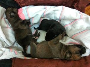 Запорожанка просит помочь спасти маленьких щенков - ФОТО