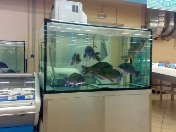 В Запорожской области парень на спор искупался в аквариуме супермаркета