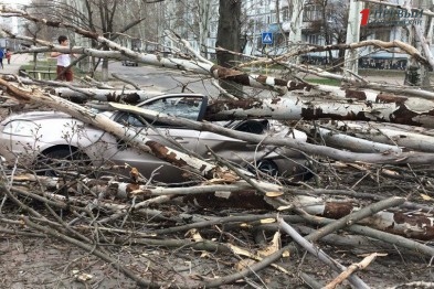 В Запорожской области упавшее дерево буквально раздавило легковушку - ФОТО