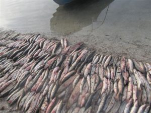 В Запорожской области рыбаки-браконьеры наловили рыбы на 200 тысяч гривен - ФОТО