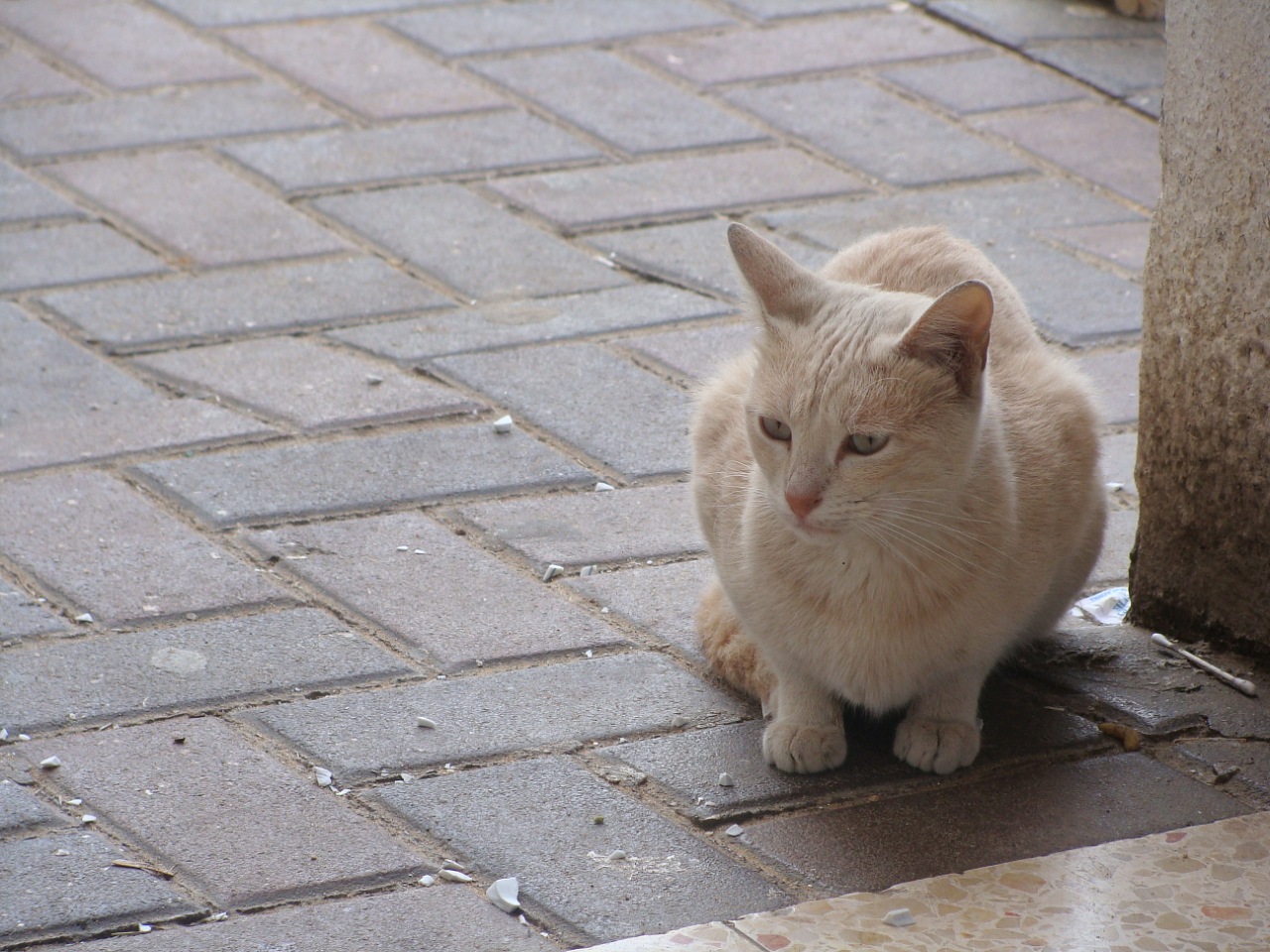 Петиция о признании бездомных котов частью экосистемы Запорожья набрала необходимое количество подписей