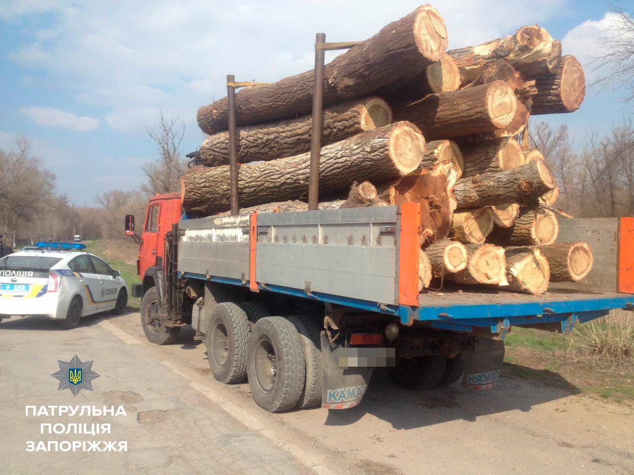 В Запорожье незаконно спиливали и вывозили деревья - ФОТО