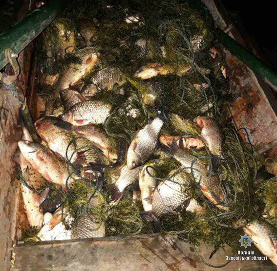 В Запорожье правоохранители изъяли у браконьеров полтонны рыбы - ФОТО